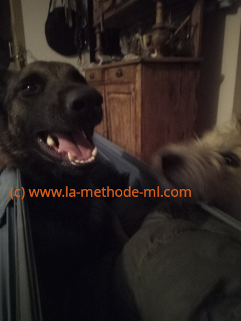 Avis methode ml educateur canin France Paris