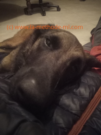 Avis methode ml educateur canin Suisse