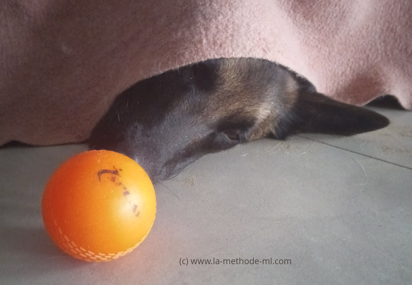 La chienne thérapeute au repos 