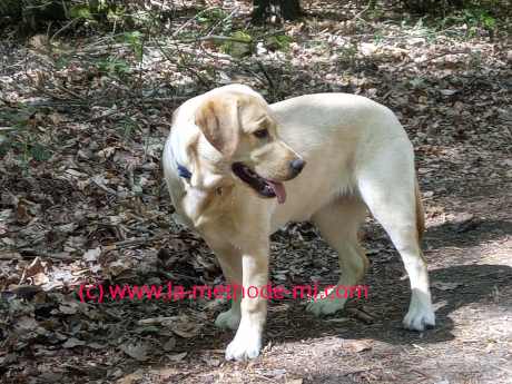 Labrador 8 mois - methode ML - Stagiaire Bellou