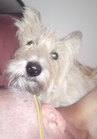 PourquoiAllezVousReussir methode ML chienne therapeute