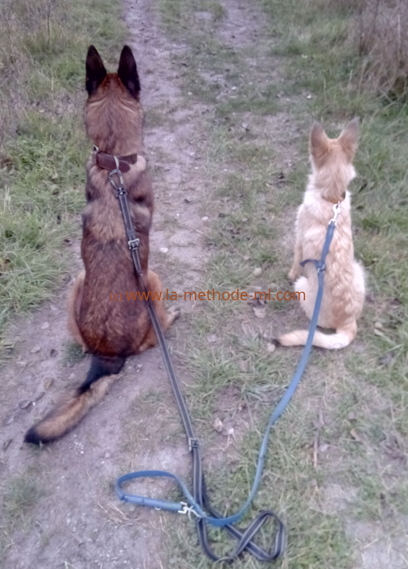 Suivre la methode ml education canine