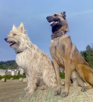 diagnostique canin chien therapeute
